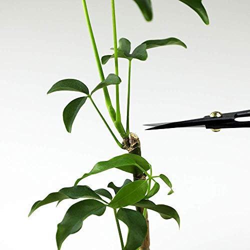 Wazakura Satsuki Bonsai Scissors 7in, Japanese Carbon Steel Pruning Shears