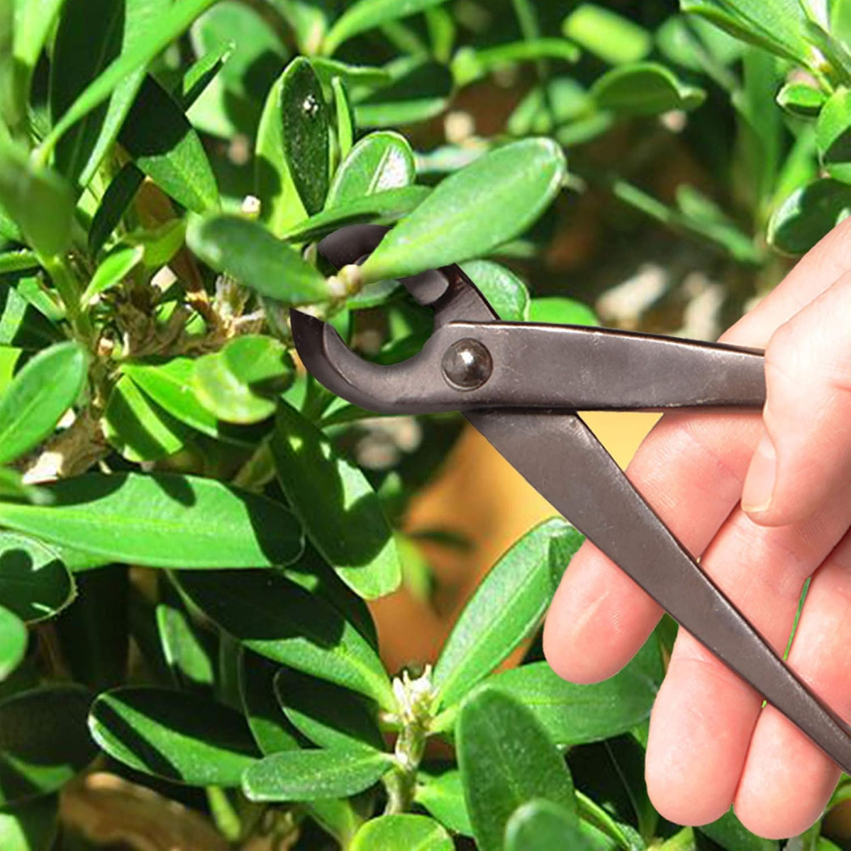 BambooMN Bonsai Basics Set - 8" Concave Cutter, 7" Heavy Duty Shear...