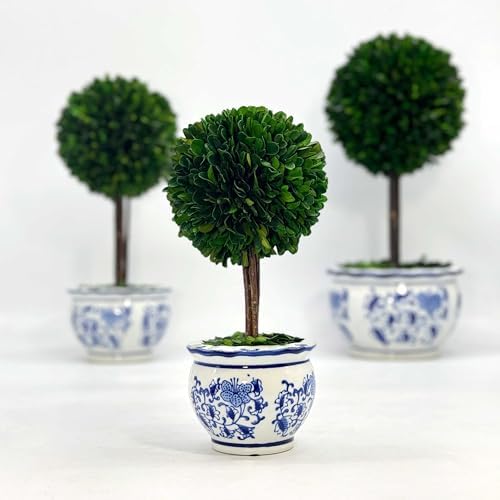 galt international naturally preserved boxwood ball topiary tree on a desk or shelf