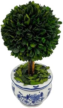 galt international naturally preserved boxwood ball topiary tree, close-up detail