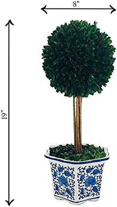 galt international naturally preserved boxwood ball topiary tree, side view