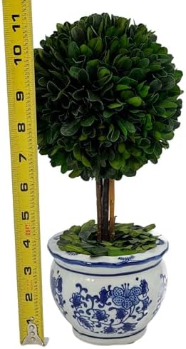 galt international naturally preserved boxwood ball topiary tree, side view