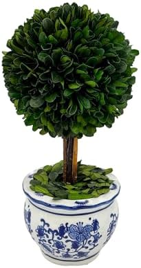 galt international naturally preserved boxwood ball topiary tree shown in use