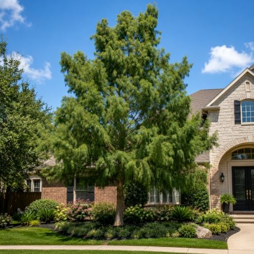 bald cypress | 3 live trees | taxodium, side view