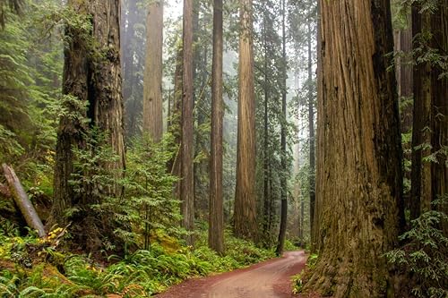 5 coast redwood tree seedlings- native, fast growing on a desk or shelf