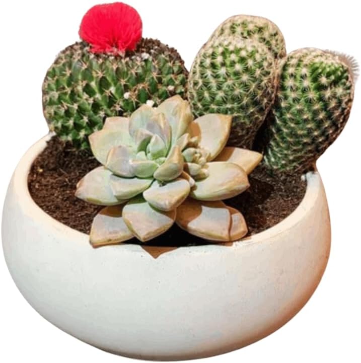 Concrete Succulent Pot Bowl, Modern Decor, Gift, Wedding/Shower Favor, Candle Vessel, 6 in (Charcoal, with Drainage Hole) (Buff, Without Drainage Hole)