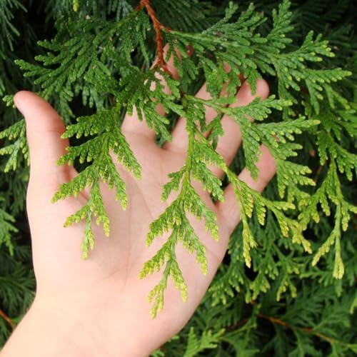 brighter blooms thuja green giant arborvitae, 5-6 ft., side view