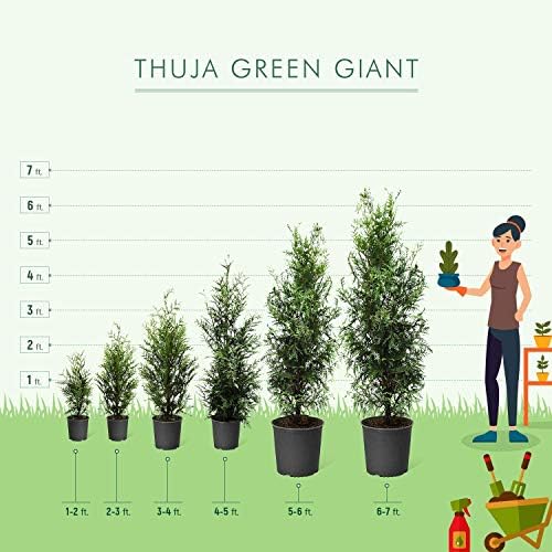brighter blooms thuja green giant arborvitae, 5-6 ft. showing dimensions