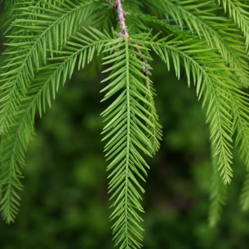 bald cypress | 3 live trees | taxodium, close-up detail