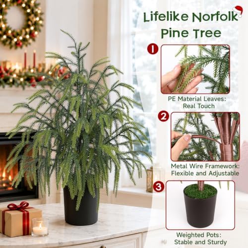 christmas norfolk pine tree, 2ft 3ft 4ft real, close-up detail