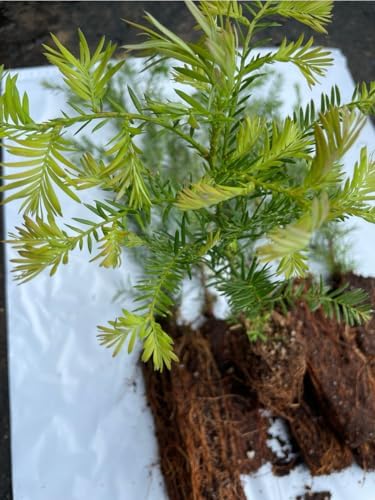 5 coast redwood tree seedlings- native, fast growing, front angle view