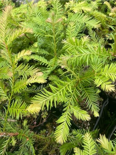 5 coast redwood tree seedlings- native, fast growing showing dimensions