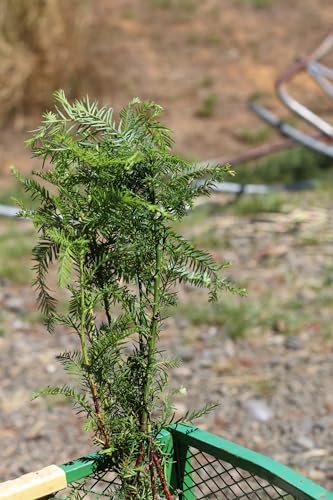 5 coast redwood tree seedlings- native, fast growing, view 9