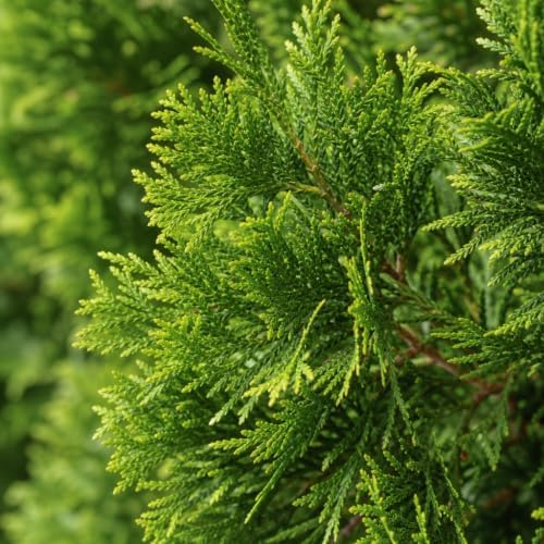 thuja arborvitae green giant qty 30 live trees, close-up detail