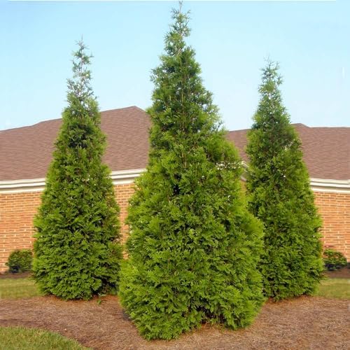 brighter blooms thuja green giant arborvitae, 5-6 ft., close-up detail