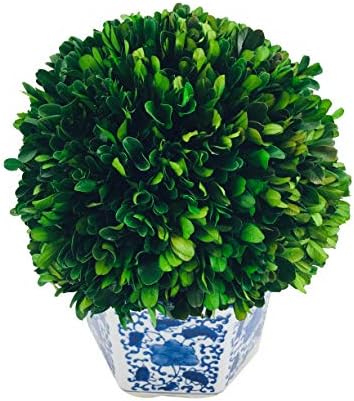 galt international 11" naturally preserved real boxwood ball shown in use