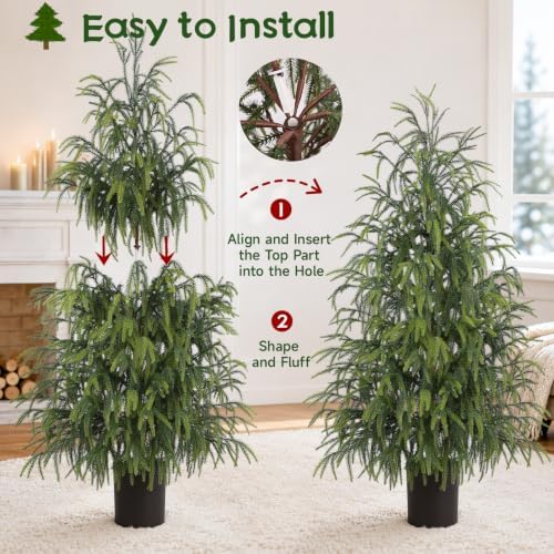 christmas norfolk pine tree, 2ft 3ft 4ft real on a desk or shelf