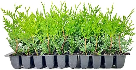 thuja arborvitae green giant qty 30 live trees, main product view