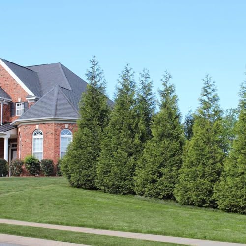 brighter blooms thuja green giant arborvitae, 5-6 ft. shown in use