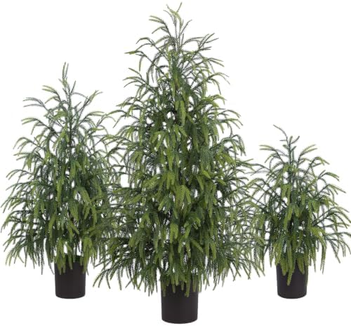 christmas norfolk pine tree, 2ft 3ft 4ft real, main product view