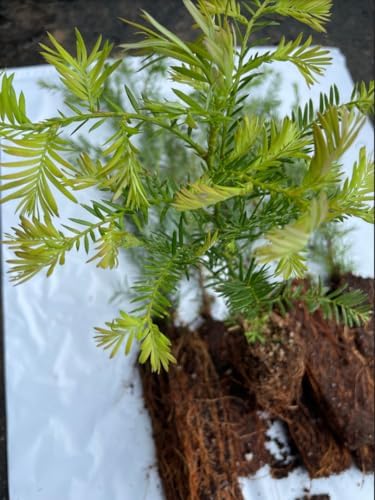 5 coast redwood tree seedlings- native, fast growing, close-up detail