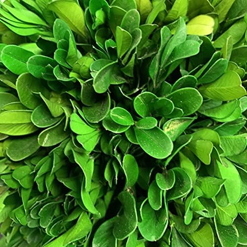 galt international naturally preserved boxwood ball topiary tree showing dimensions