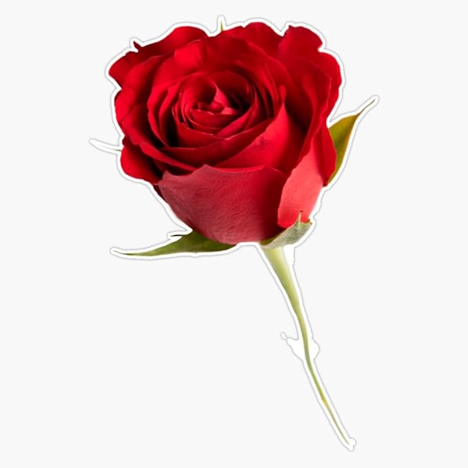 MAGNET Red Rose Magnetic Bumper Sticker 5"