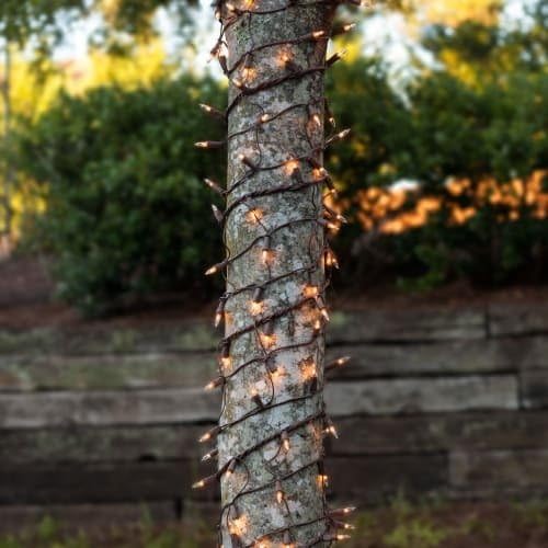 Holiday Pride Clear Christmas Lights with Brown Wire - 100 Count - Warm White Christmas Tree Lights with Brown Cord (22.5 Ft) - Indoor/Outdoor Use - UL Listed - Static & Blinking Modes (Pack of 2)
