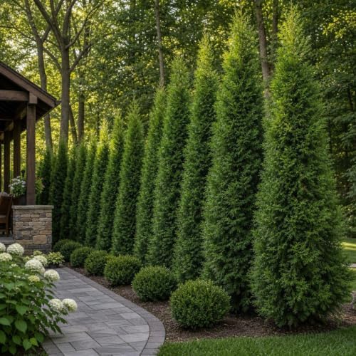 thuja arborvitae green giant qty 30 live trees, side view