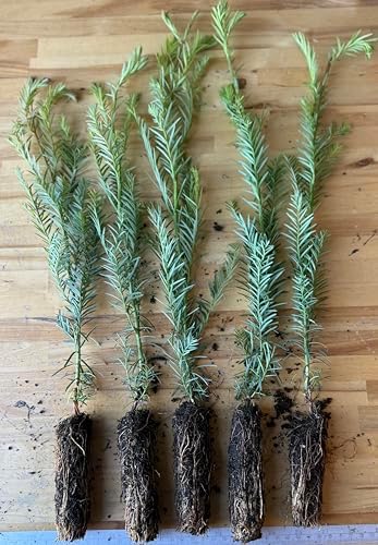 5 coast redwood tree seedlings- native, fast growing, main product view