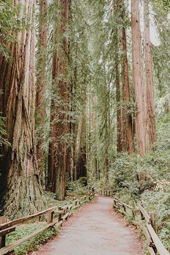 5 coast redwood tree seedlings- native, fast growing, side view