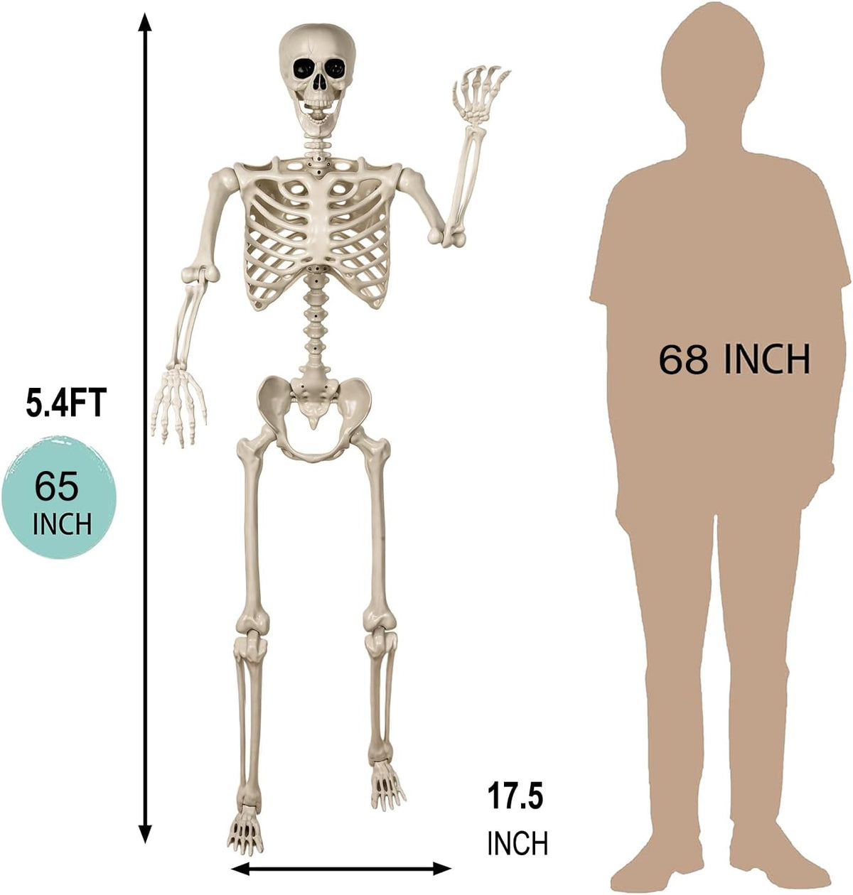 Aimeiar 5.4ft/165cm Life Size Skeleton for Halloween Decorations Outdoor/Indo...