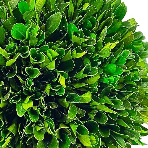 galt international 7" naturally preserved real boxwood ball, front angle view
