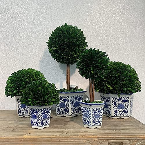 galt international naturally preserved boxwood ball topiary tree, front angle view