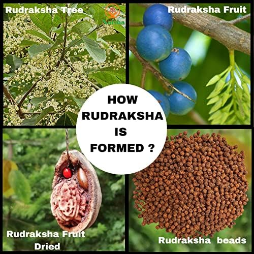 naisha 1001 pcs natural rudraksha beads, 8mm loose showing dimensions