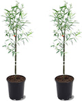 weeping willow tree, 2-3 ft height, 1 gal, main product view