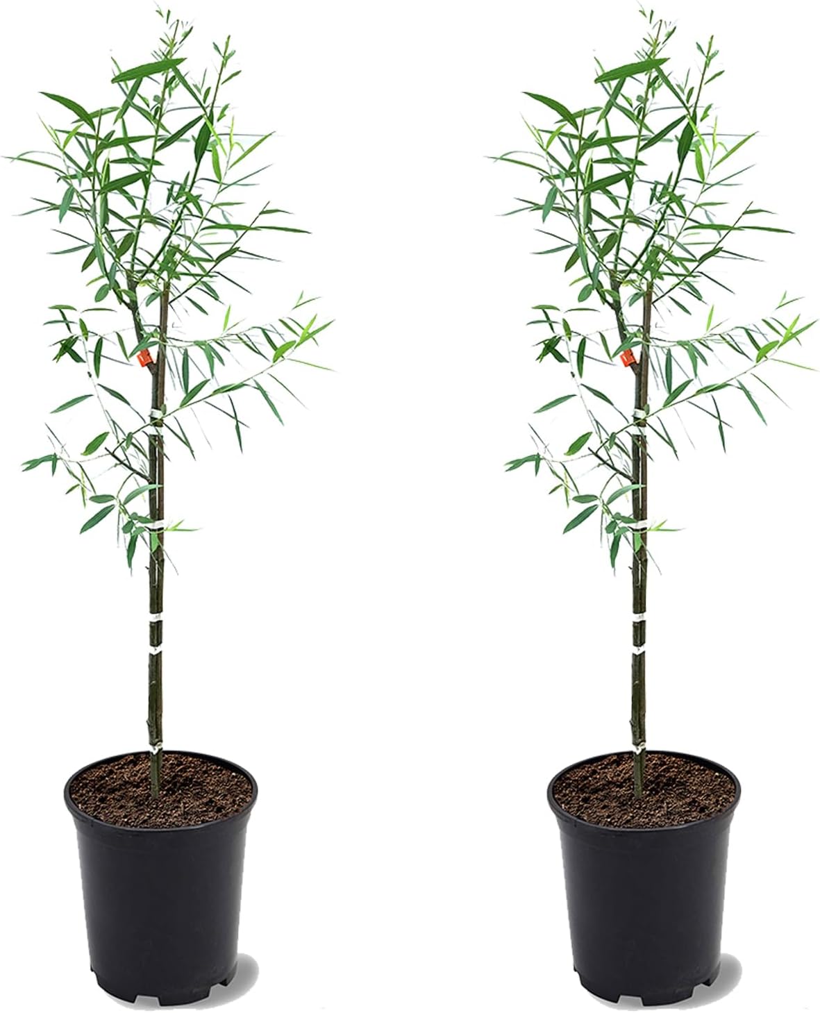 weeping willow tree, 2-3 ft height, 1 gal, main product view