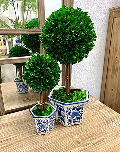 galt international naturally preserved boxwood ball topiary tree on a desk or shelf