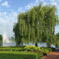 brighter blooms weeping willow tree, 4-5 ft., main product view