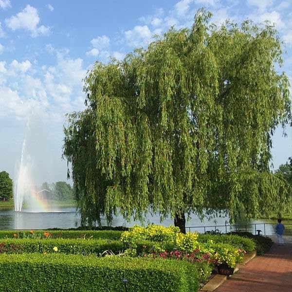 brighter blooms weeping willow tree, 4-5 ft., main product view