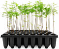 bald cypress | 3 live trees | taxodium, main product view
