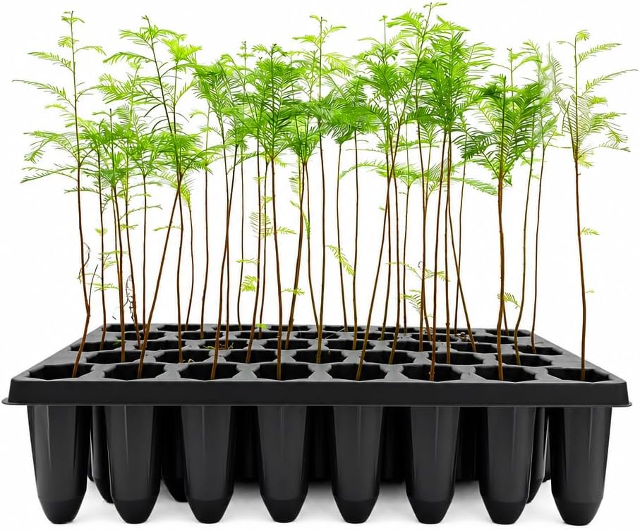 bald cypress | 3 live trees | taxodium, main product view