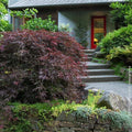 brighter blooms tamukeyama japanese maple tree, 2-3 ft., main product view