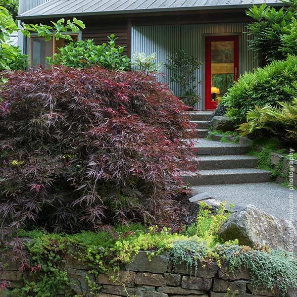 brighter blooms tamukeyama japanese maple tree, 2-3 ft., main product view
