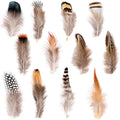 Ballinger 240pcs 12 Styled Natural Feathers Assorted Mixed Feathers for Jewelry and Dream Catcher Crafts Decoration