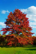 pin oak tree - fast growing hardwood, main product view