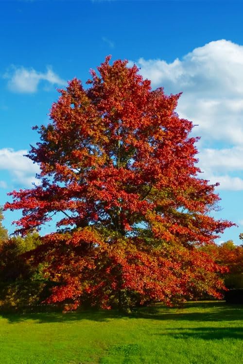 pin oak tree - fast growing hardwood, main product view
