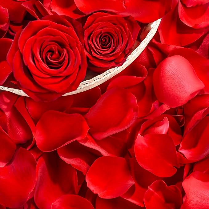 230 PCS Red Dired Rose Petals 2.1oz/60g Natural Real Rose Flower Petals for Wedding Aisle, Flower Girl Basket, Will You Marry Me, Valentines Day, Romantic Night, Proposal, Anniversary, Special Night