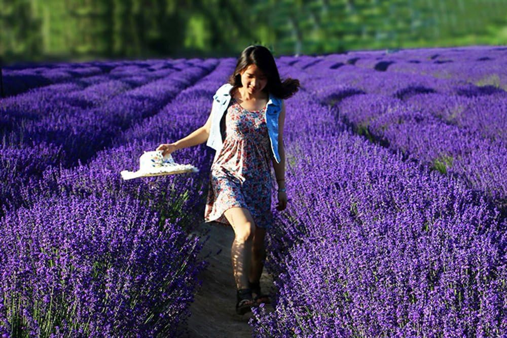 TooGet Fragrant Lavender Buds Dried Flowers Wholesale, Ultra Blue Grade - 225g