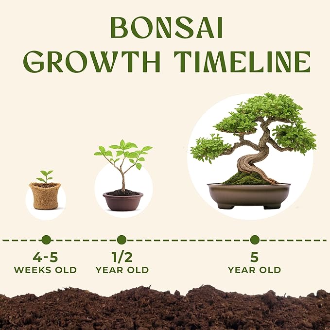 AVERGO Bonsai Tree Kit for Beginners – 5X Unique Japanese Bonzai Trees | Complete Indoor Starter Kit for Growing Plants with Bonsai Seeds, Tools & Planters – Gardening Gifts for Women & Men